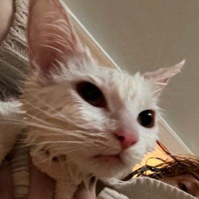 CathysCoop's profile picture. this account is a substitute for my Miiverse