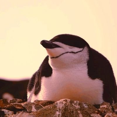 PenguinForOha's profile picture. 禁