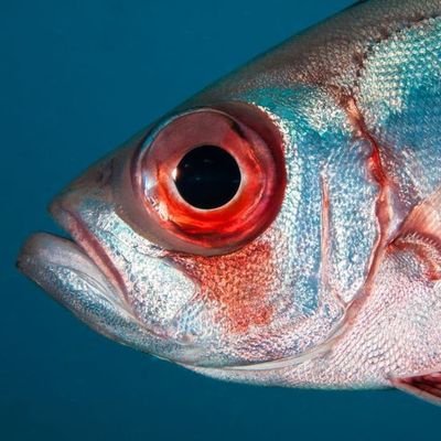 bisharaninomiri's profile picture. я щас из окна выпрыгну нахуй