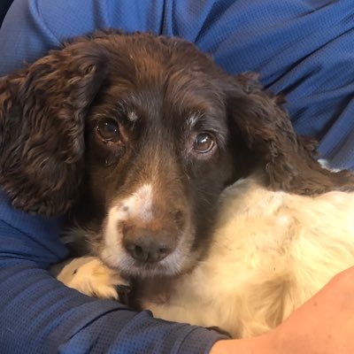 IanWalkden's profile picture. Editor (English edition). Legends of Aria.