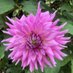 North Curry and District Amateur Gardeners (@ncadagc) Twitter profile photo North Curry and District Amateur Gardeners (@ncadagc) Twitter profile photo