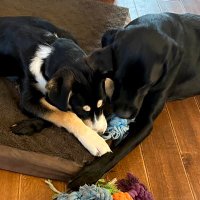 Suzaroo (@skyba7) 's Twitter Profile