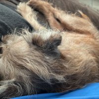 Wurly. (@brianbtinternet) 's Twitter Profile