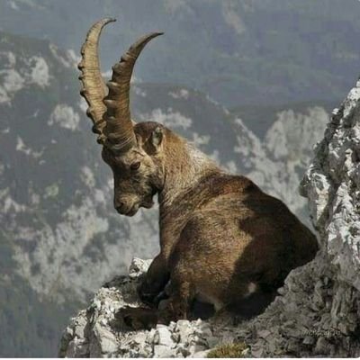 Memo2gur's profile picture. KURDISTAN
Kurd-zaza-kirdkî-dimlî-kurmanç
#sêwreg
#Suk

@Pakurd (PartîyaKurdistanî)

#Dalkurd