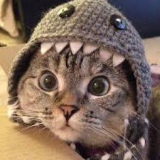 KittenSharking's profile picture. 