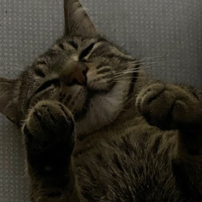 GoGocen's profile picture. 