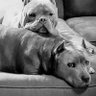 TheDuckyShowK9's profile picture. The saucy Innernashunal Manz of Mystree's Adventures. Also sis Loocyfur. 💖 Vive la Revolution! #Dogs4Democracy 
🐾🌈Maggie👑🌈Finnie💙 #TheRuffRiderz #ZSHQ