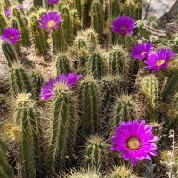 Cactus Castle (@cactuscastle24) 's Twitter Profile