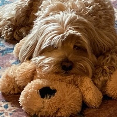 ellingwood's profile picture. 