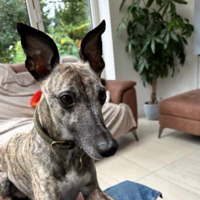 🌈 Dolly 🌈 Loved by @unicorn_quack & angel big sister is @lurcher_moo