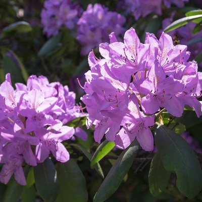 Rhododendron Ponticum