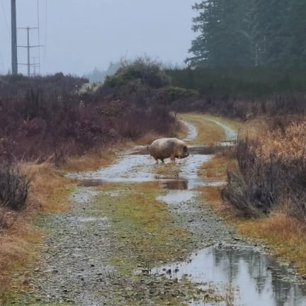 i escaped my enclosure to find meaning in these rainy meadows