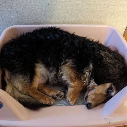 0RUTuUjeWtknPeE's profile picture. 広大/情報科/04/よろですー
gsd所属、副会長してました。シュミレーションゲームを愛しています。あと犬も大好きです。