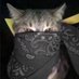 Gomchigu2 (@bearfish) Twitter profile photo Gomchigu2 (@bearfish) Twitter profile photo