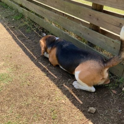 __noriya__'s profile picture. Ph.D. student at UEC; object recognition and fMRI