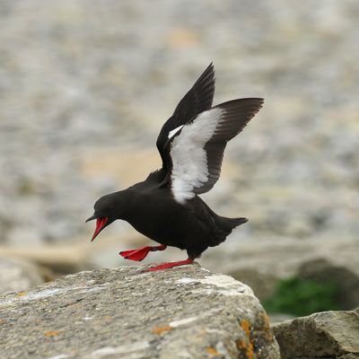 Birder, naturalist, reformed twitcher, conservationist, ecological consultanthingymajib, trainee bird ringer, poor wildlife photographer ^ lapsed historian