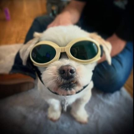 2 wrongs don't make a right, but 3 rights make a left. A duel citizen of #yxe & #yqr That's my boy Kirby in the doggles. Opinions expressed are mine alone.