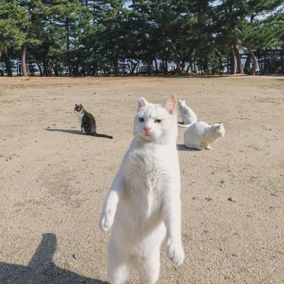 Larata161203's profile picture. 