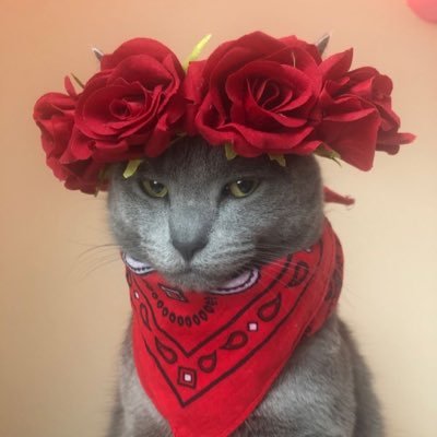 Full77126153264's profile picture. 美しいもの、美しいものが大好きです。そして私は動物愛好家であることをとても誇りに思っています。私は猫です🐈😻🐩🐶🐕🌺💐🌻🌹