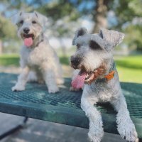 Brian in Houston (@brianbottorff5) 's Twitter Profile
