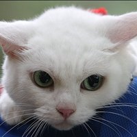 🇯🇵 Samurai Cat 🇯🇵 (@smilyhappycat1) 's Twitter Profile Photo 🇯🇵 Samurai Cat 🇯🇵 (@smilyhappycat1) 's Twitter Profile Photo