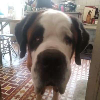 Rescatista desde hace muchos años he dado segundas oportunidades a más de 500 animalitos 💪🏽 🐾❤ y soy pintora y actriz. CLABE 722969010065551123 MercadoP