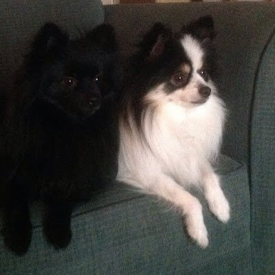 Cookiehi13's profile picture. mom of 2 Pom