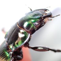 チャリンコ生物記 (@shoubugloveyay) 's Twitter Profile Photo