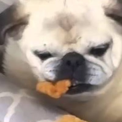 Puglet167820's profile picture. 