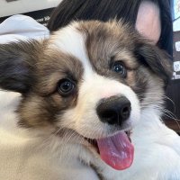 ハッピーポテトフライ (@happypotetofly) 's Twitter Profile Photo