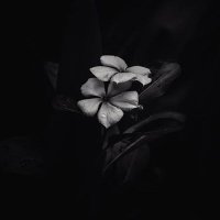 Abhi Dwivedi (@savetreeearth) 's Twitter Profile