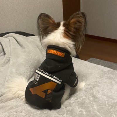 愛犬とゲームとデバイスが好きなおにいさん