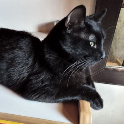 samypazos78's profile picture. Historiadora y amante del Rock!!futura abogada y médica🌹 🌹🎸🎶🎵e Ingeniera.Gunner y eterna enamorada de Axl Rose❤.Animalista y apasionada por los gatos🐈