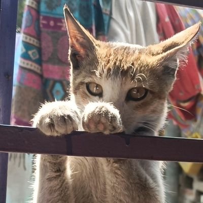 Khanra_17's profile picture. Electrical Engineer by Education.
Programmer by Soul.