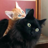 桃丸みかん (@momomaru_nin) 's Twitter Profile Photo 桃丸みかん (@momomaru_nin) 's Twitter Profile Photo