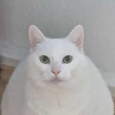kot z twarzą jest też na tej innej stronie🧠さんのプロフィール画像