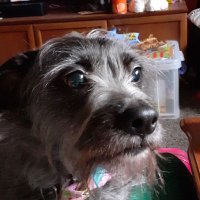 🌱Taffy the Dog (@mrsbiffo01) 's Twitter Profile