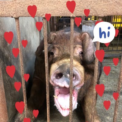 peko867e's profile picture. 