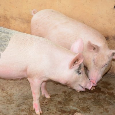 CKOLI Farm is crop and livestock farm (pigs & chicken) 

https://t.co/2tZifi2AaZ… 

ckoligard@gmail.com