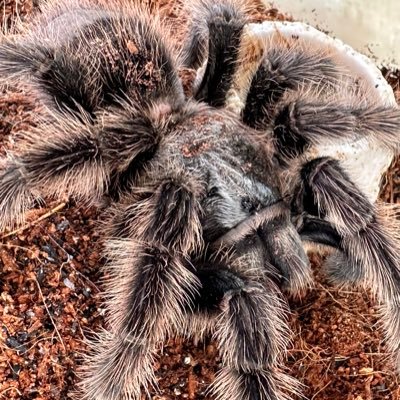 生き物の視点に立って飼育しつつ新たな発見を見出すタランチュラ飼育者です。 長距離ドライバーなので蜘蛛が好きでも1匹しか飼えません。