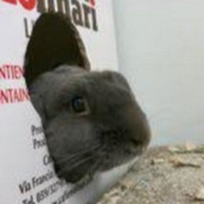 KonijnenKenner's profile picture. 