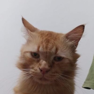 ba_illah's profile picture.