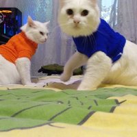 Кіт у Світері (@laitenko_ket) 's Twitter Profile Photo Кіт у Світері (@laitenko_ket) 's Twitter Profile Photo