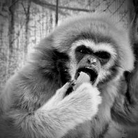 Gibbons on Film(@AGibbonist) 's Twitter Profile Photo