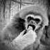 Gibbons on Film (@agibbonist) Twitter profile photo Gibbons on Film (@agibbonist) Twitter profile photo