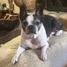 petluvers4Trump's profile picture. Love my pets & President Trump! Dad was a cop mom a factory worker Proudly retweeted by @realDonaldTrump & followed by @SidneyPowell1