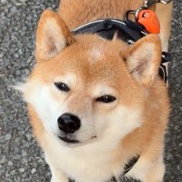 Chêm Nine (@chemchujs) 's Twitter Profile
