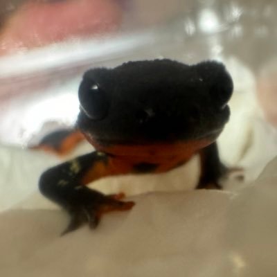 爬虫類・両生類始め生き物が大好きです🐸🦎 気になった方､無言フォローさせて頂きます🙇‍♂️