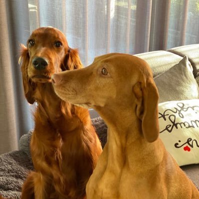 Trotse vader, fanatiek PSV, svTOP, TOP Oss supporter, wandelen met onze Ierse Setter en Viszla, speel graag Padel en ook maatschappelijk betrokken accountant.