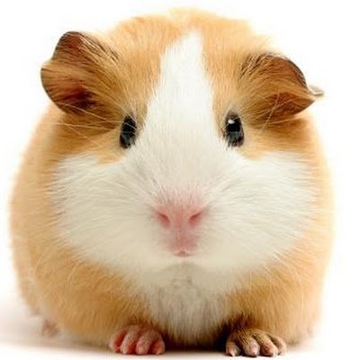 SachelzM's profile picture. 